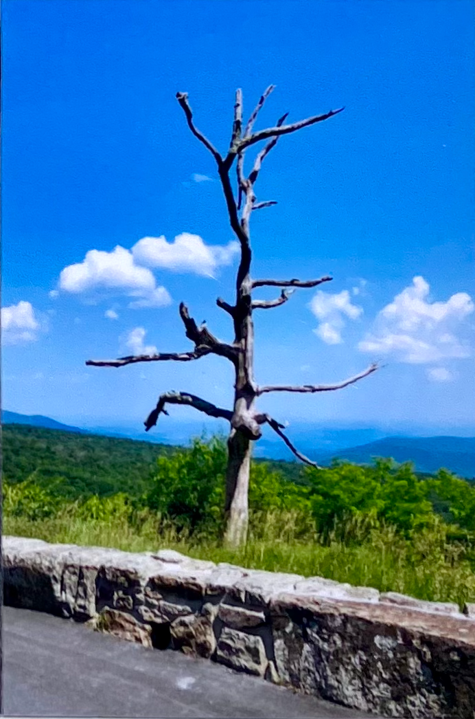 Skyline Drive Photo Magnets – Original Photography